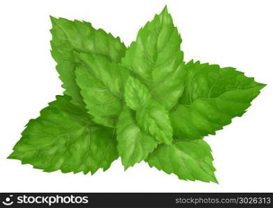 mint leaves isolated on a white background