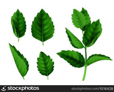 Mint leaves. Menthol spearmint fresh smell nature product vector realistic template. Illustration of menthol and mint, herb spearmint. Mint leaves. Menthol spearmint fresh smell nature product vector realistic template