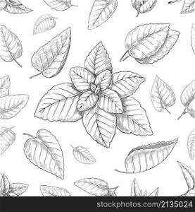 Mint leaves pattern. Seamless vintage print with hand drawn peppermint. Spearmint foliage engraving background. Botanical elements. Natural food spice. Melissa stems. Herbal plant. Vector texture. Mint leaves pattern. Seamless print with hand drawn peppermint. Spearmint foliage engraving background. Botanical elements. Natural spice. Melissa stems. Herbal plant. Vector texture