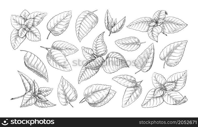Mint leaves sketch. Vintage peppermint and spearmint engraving. Retro fresh melissa herb drawing. Natural culinary ingredient. Hand drawn aromatic plant twigs. Vector isolated botanical elements set. Mint leaves sketch. Vintage peppermint and spearmint engraving. Retro fresh melissa herb drawing. Natural culinary ingredient. Hand drawn aromatic plant. Vector botanical elements set