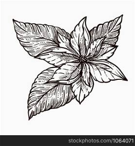 Mistletoe plant with large leaves monochrome sketch outline vector mint aromatic vegetation with frondage winter holiday decoration symbolic flora on celebration isolated icon of twig closeup. Mistletoe plant with large leaves monochrome sketch outline