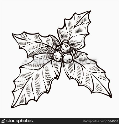 Mistletoe traditional plant on Christmas celebration winter holiday vector isolated icon of vegetation with leaves and berries foliage symbolic flora used to kiss someone xmas celebration festive. Mistletoe traditional plant on Christmas celebration winter holiday