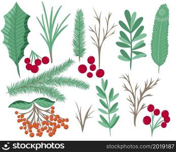 Mix of herb and plant for Christmas and New Year cards. A set of spruce branches, holly, rowan and berries for decoration. Collection of hand drawn botanical elements for design, vector illustration.. Mix of herb and plant for Christmas and New Year cards.
