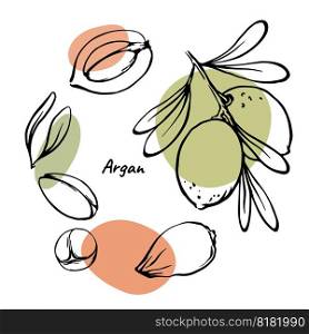 Modern Argan nuts and leaves hand drawn design elements collection with abstract color spots. Vector illustration set for argan oil, cosmetic and beauty product package design.