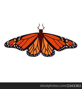 Monarch butterfly isolated vector illustration. Solitary Lepidoptera insect with beautiful wings. Symmetric macro butterfly sits. Monarch butterfly isolated vector illustration