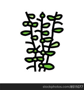 moneywort seaweed color icon vector. moneywort seaweed sign. isolated symbol illustration. moneywort seaweed color icon vector illustration