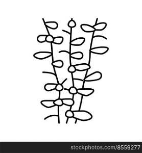 moneywort seaweed line icon vector. moneywort seaweed sign. isolated contour symbol black illustration. moneywort seaweed line icon vector illustration