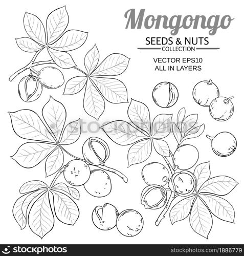 mongongo branches vector set on white background. mongongo vector set on white background