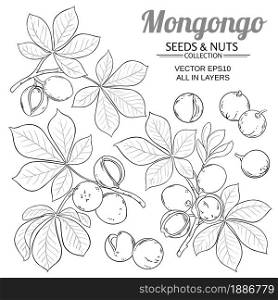 mongongo branches vector set on white background. mongongo vector set on white background