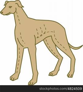 Mono line style illustration of a greyhound dog standing set on isolated white background. . Greyhound Dog Standing Mono Line