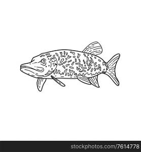 Mono line style illustration of a northern pike,Esox lucius, also known as a pike,Great Lakes pike,grass pike, snot rocket or jackfish done in Black and White.. Northern Pike Fish Mono Line Black and White