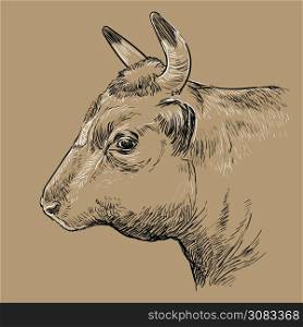 Monochrome cow head in profile sketch hand drawn vector illustration isolated on brown background. Vintage illustration of bull for label, poster, print and design.. Head of bull hand drawing illustration brown