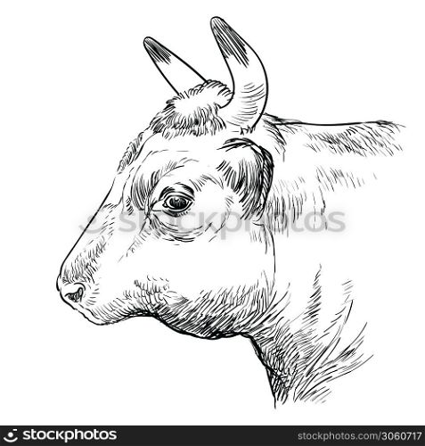 Monochrome cow head in profile sketch hand drawn vector illustration isolated on white background. Vintage illustration of bull for label, poster, print and design.. Head of the bull hand drawing illustration