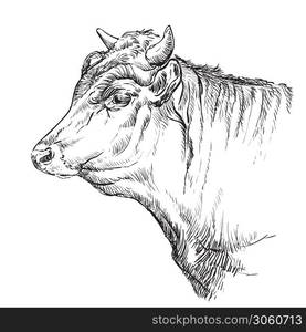 Monochrome cow head sketch hand drawn vector illustration isolated on white background. Vintage illustration for label, poster, print and design.. Head of the bull hand drawing illustration