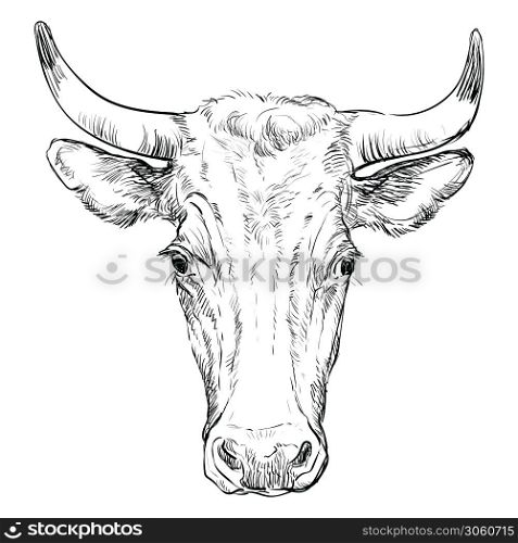Monochrome cow head sketch hand drawn vector illustration isolated on white background. Vintage illustration of horned bull front view for label, poster, print and design.. Head of horned bull head vector illustration