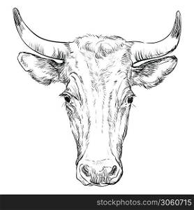 Monochrome cow head sketch hand drawn vector illustration isolated on white background. Vintage illustration of horned bull front view for label, poster, print and design.. Head of horned bull head vector illustration