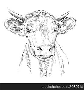 Monochrome cute cow head sketch hand drawn vector illustration isolated on white background. Vintage illustration for label, poster, print and design.. Head of the bull head vector illustration