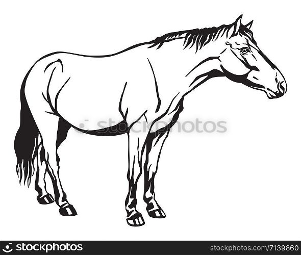 Monochrome decorative portrait of horse standing in profile, horse exterior. Vector isolated illustration in black color on white background. Image for design and tattoo.