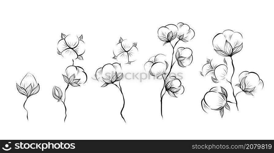Monochrome natural set of sketches of cotton plant and stems with foliage on white background. Vector outline herbal image with stems with fluffy balls isolated from background.. Monochrome natural set of sketches of cotton plant and stems with foliage on white background. Vector outline herbal image with stems with fluffy balls