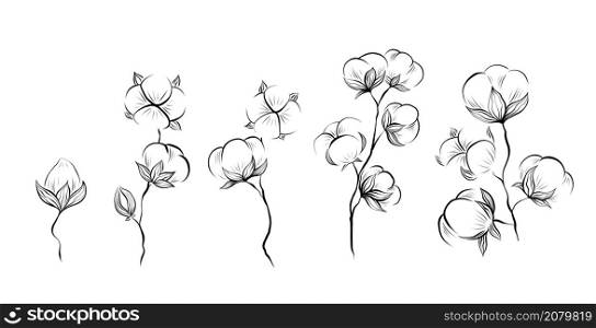 Monochrome natural set of sketches of cotton plant and stems with foliage on white background. Vector outline herbal image with stems with fluffy balls isolated from background.. Monochrome natural set of sketches of cotton plant and stems with foliage on white background. Vector outline herbal image with stems with fluffy balls