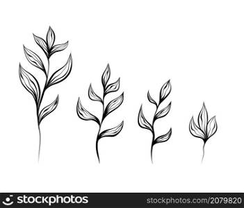 Monochrome natural set of sketches of plants and stems with foliage on white background. Vector outline herbal image with branch with leaves isolated from background.. Monochrome natural set of sketches of plants and stems with foliage on white background. Vector outline herbal image with branch with leaves