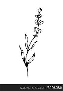 Monochrome outline freehand vector botanical illustration of blooming lavender twig. Lavender plant drawing