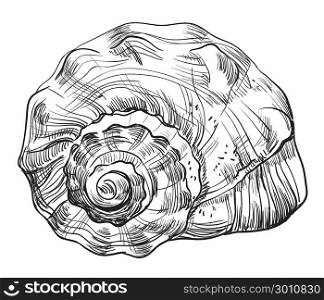 Monochrome vector hand drawing illustration of seashell (Conch Shell) in black color isolated on white background.