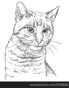 Monochrome vector hand drawing portrait of cat in black color isolated on white background. Realistic retro portrait of cat. Vector vintage illustration of cat. Image good for design, cards and tattoo.