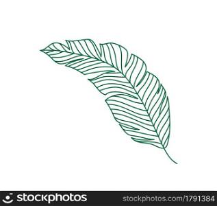 Monoline green vector drawing exotic tropical leaf monstera plant. Printable decorative houseplant concept for home wall decor poster ornament. Modern draw design graphic illustration line.. Monoline green vector drawing exotic tropical leaf monstera plant. Printable decorative houseplant concept for home wall decor poster ornament. Modern draw design graphic illustration line