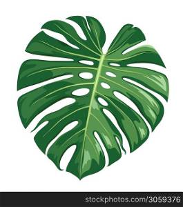 Monstera Deliciosa leaf vector, realistic design isolated on white background, Eps 10 illustration