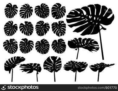 Monstera deliciosa or swiss cheese plant tropical leaves isolated on white background vector illustration