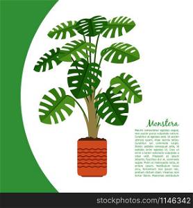 Monstera indoor plant in pot banner template, vector illustration. Monstera plant in pot banner