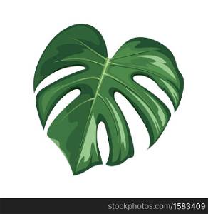 Monstera leaf, realistic design isolated on white background, vector Eps 10 illustration