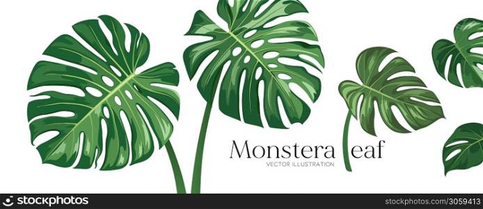 Monstera leaf vector, realistic design collections banner isolated on white background, Eps 10 illustration