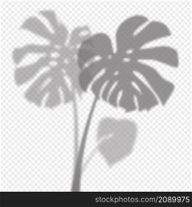 Monstera leaves shadow overlay on transparent background. Tropical plants reflection on wall. Vector realistic illustration. EPS 10. Monstera leaves shadow overlay on transparent background. Tropical plants reflection on wall. Vector realistic illustration. EPS 10.
