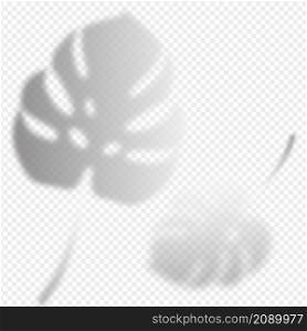 Monstera leaves shadow overlay on transparent background. Tropical plants reflection on wall. Vector realistic illustration. EPS 10. Monstera leaves shadow overlay on transparent background. Tropical plants reflection on wall. Vector realistic illustration. EPS 10.