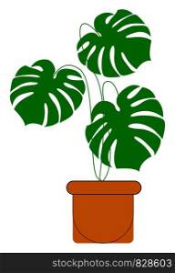 Monstera plant in a pot, illustration, vector on white background.