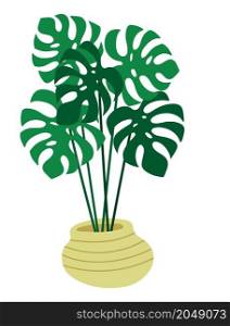 Monstera plant in a pot on white background. Potted houseplant, indoor vector illustration.