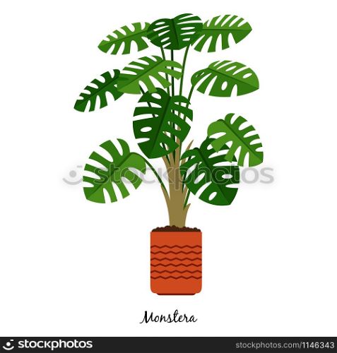 Monstera plant in pot isolated on the white background, vector illustration. Monstera plant in pot