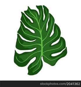 Monstera plant leaves. Tropical palm leaf isolated on white background. Vector illustration. Monstera plant leaves. Tropical palm leaf