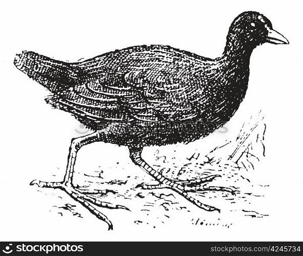 Moorhen, vintage engraved illustration. Dictionary of words and things - Larive and Fleury - 1895.