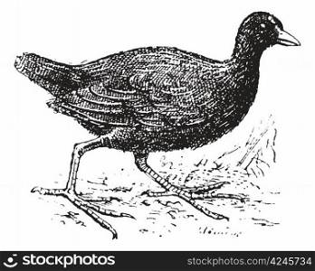 Moorhen, vintage engraved illustration. Dictionary of words and things - Larive and Fleury - 1895.