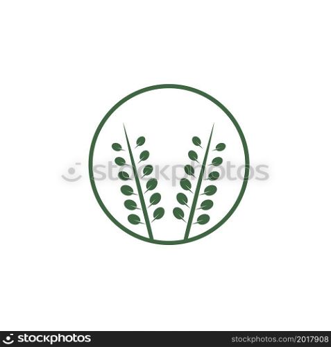 moringa leaf icon vector illustration design template web