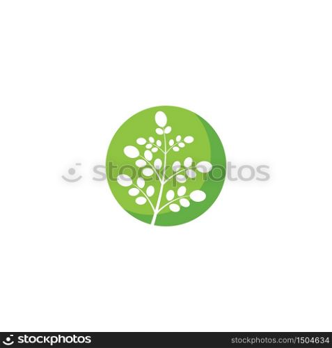 Moringa leaf illustration vector design