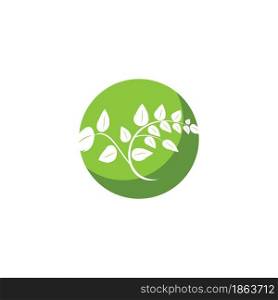 Moringa leaf illustration vector design
