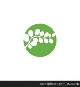 Moringa leaf Logo Template vector symbol nature