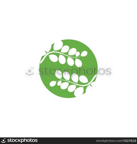 Moringa leaf Logo Template vector symbol nature