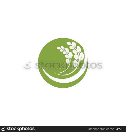 Moringa leaf Logo Template vector symbol nature