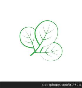 moringa leaf nature icon vector illustration template design