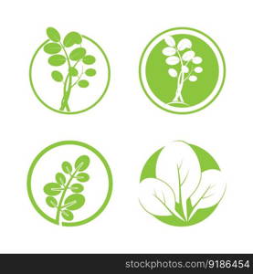 moringa leaf nature icon vector illustration template design